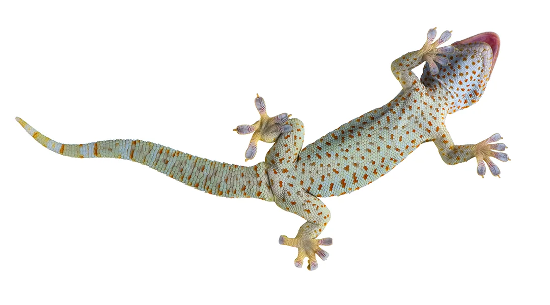 Setex Gecko